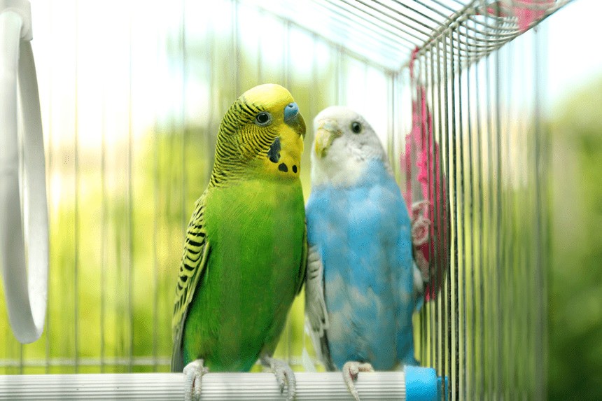 Papuga nowym członkiem rodziny – co należy jej zapewnić. 